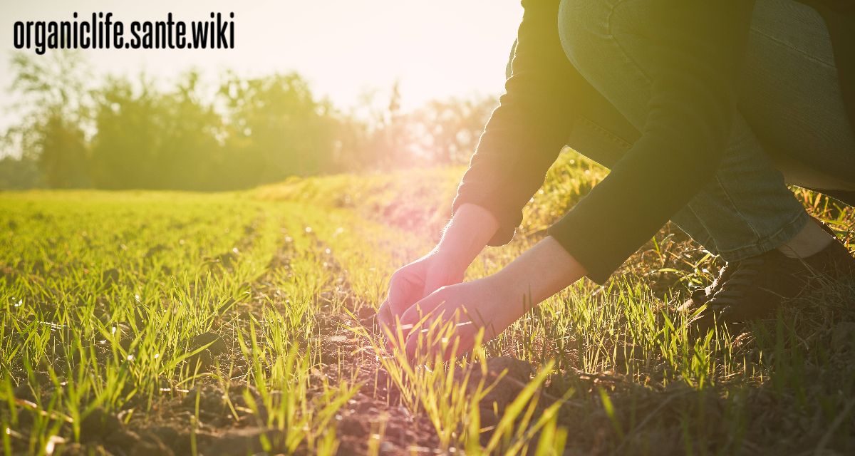 organiclife.sante.wiki